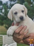 labrador retriever puppy posted by BROOK PARK LABS